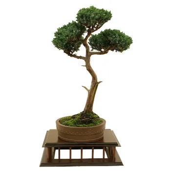 Bonsai Plants